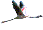 flamenc imatges-animades-gif